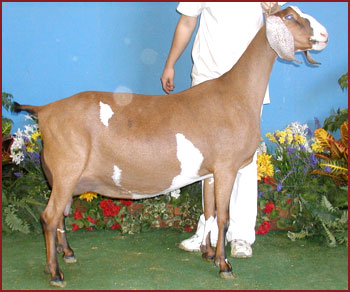 GCH Lassenwood Miller Kiona *M EX91