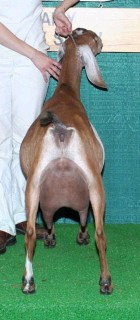 GCH Hoanbu Status Diamond Pearl *M