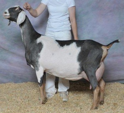 SGCH Kastdemur's Temerity 5*M EX93