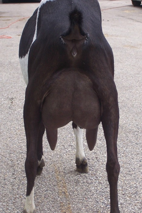 The Reecks Majic Polly